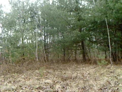 Whitetail Deer Checking Out Camera Видео 10597611