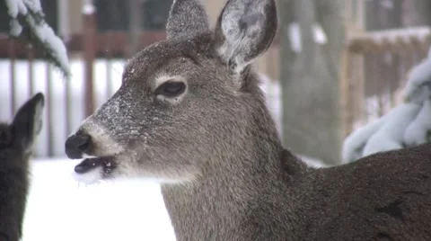 Whitetail Deer chews it's cud Video stock 1085199
