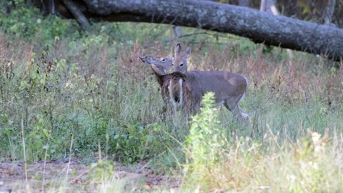 Whitetail Deer Cleaning out another whitetail deer's ears - 4K Stock-Footage 253494300