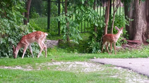 Whitetail Deer Doe and 2 Fawns Standing, Walking, and Eating, Close-Up Shot Stock Footage 343896397