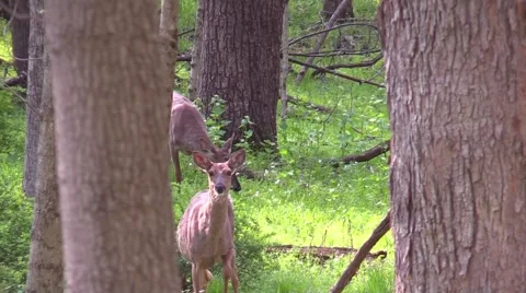 Whitetail deer doe and button buck Stock Footage 58963049