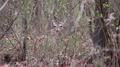 Whitetail deer doe bedded down hidden on forest floor Stock Footage 74083216