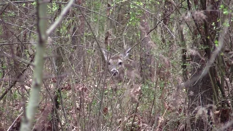 Whitetail deer doe bedded down hidden in forest Stock Footage 74083249