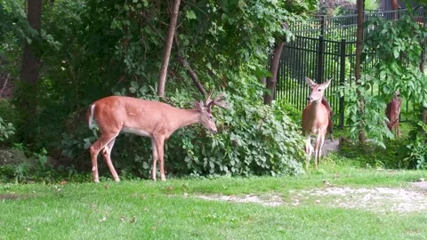 Whitetail Deer Doe Chases 8 Point Buck Away from Her and 2 Fawns Close-Up Shot Stock Footage 343895153