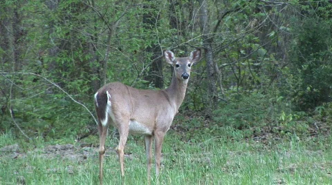 Whitetail Deer Doe Stock Footage 767806