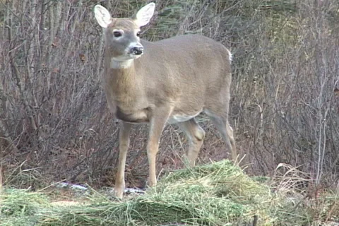 Whitetail Deer Doe Stock-Footage 1025920