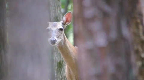 Whitetail Deer Doe Stock Footage 7340560