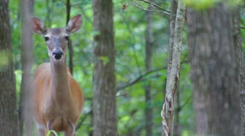 Whitetail Deer Doe Stock Footage 7340616