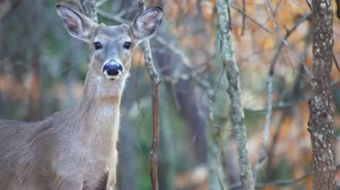 Whitetail Deer Doe Stock Footage 10608732