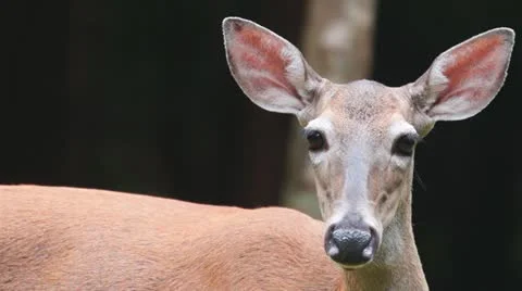 Whitetail Deer Doe Видео 11376330