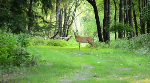 Whitetail Deer Doe Stock Footage 27196439
