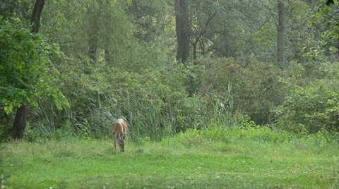 Whitetail Deer Doe Stock Footage 27199159