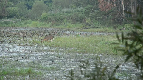 Whitetail deer doe. Stock Footage 28241677