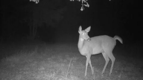 Whitetail Deer Doe Stock Footage 168588287