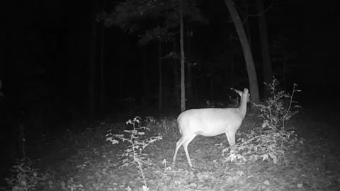 Whitetail deer doe at night Video stock 283470737