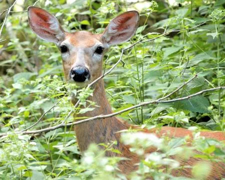 Whitetail deer doe Stock Photos