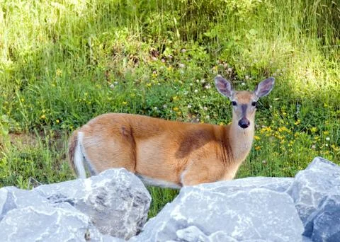 Whitetail deer doe Stock Photos
