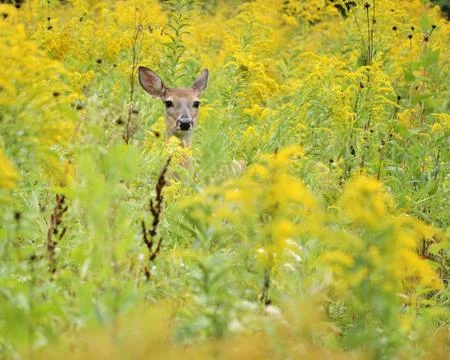 Whitetail deer doe Stock Photos