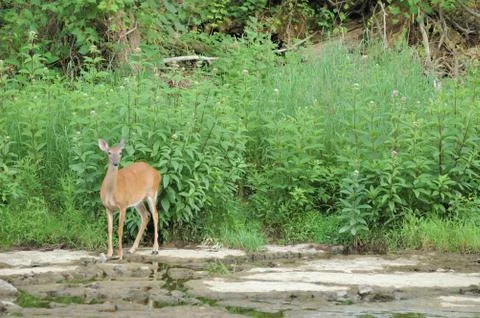 Whitetail deer doe Stock Photos