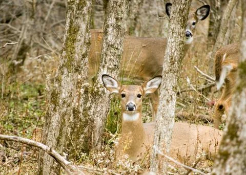 Whitetail deer doe Stock Photos