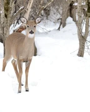 Whitetail deer doe Stock Photos