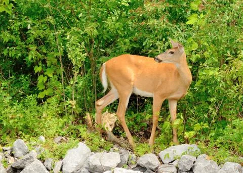 Whitetail deer doe Foto stock