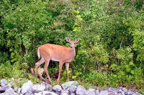 Whitetail deer doe Stock Photos