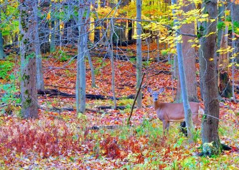 Whitetail deer doe Stock Photos
