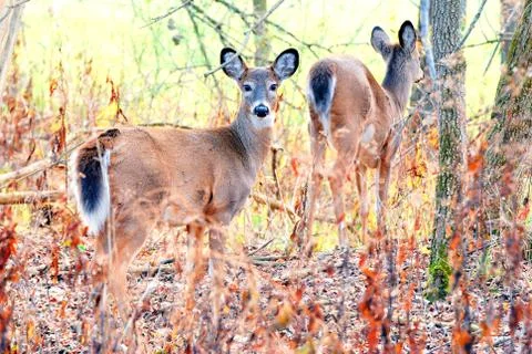 Whitetail deer doe Stock Photos