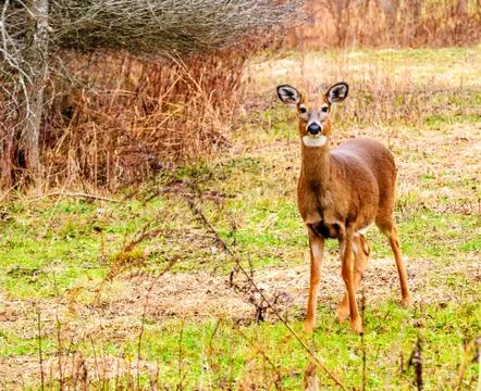 Whitetail deer doe Stock Photos