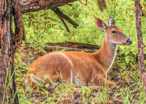 Whitetail deer doe Stock Photos