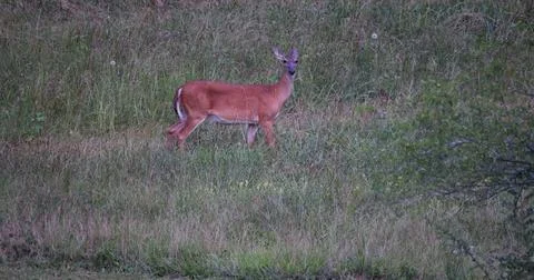 Whitetail Deer Doe Stock Photos