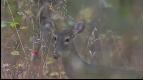 Whitetail Deer Doe Slowly Walking Through Vegetation Along Forest Edge Stock Footage 281513205