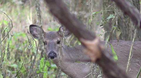 Whitetail deer doe walking in forest closeup Stock Footage 68987901