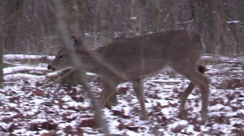Whitetail deer Doe walking in winter forest Stock Footage 65390839