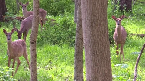 Whitetail deer does and button buck eating green grass in forest Stock Footage 58957899