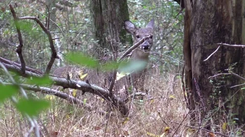Whitetail deer does in forest Stock Footage 68987228