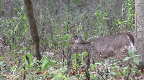 Whitetail deer does in forest zoom in Stock Footage 68987297
