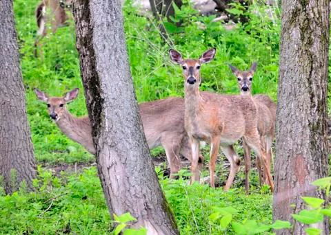 Whitetail deer does Stock Photos