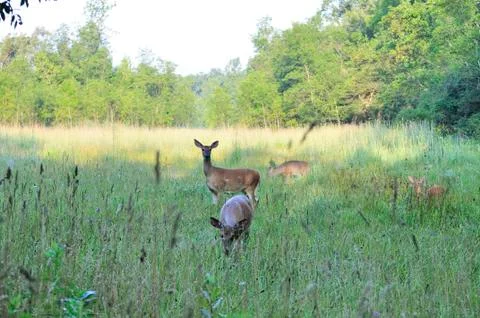 Whitetail deer does Stock Photos