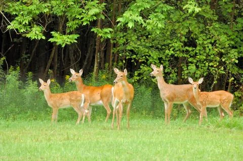 Whitetail deer does Stock Photos