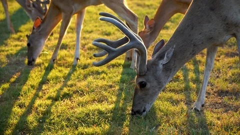 Whitetail deer eating corn in a Texas Hill country yard Stock Footage 93606161