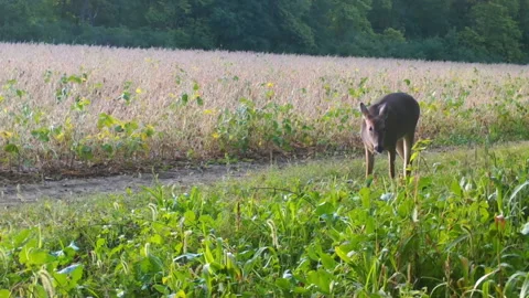 Whitetail Deer eating from a food plot near a soybean field in early Stock Footage 165321749