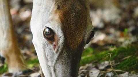 Whitetail Deer Eye Stock Footage 11145873