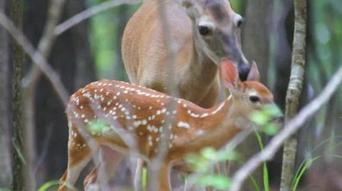 Whitetail Deer Fawn Stock Footage