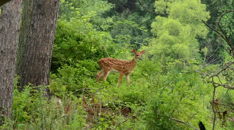 Whitetail Deer Fawn Stock Footage