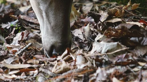 Whitetail Deer Feeding Stock Footage 11145872