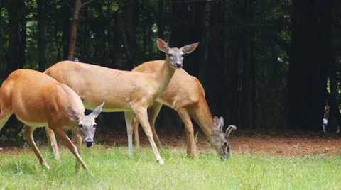 Whitetail Deer Feeding Stock Footage 39742567