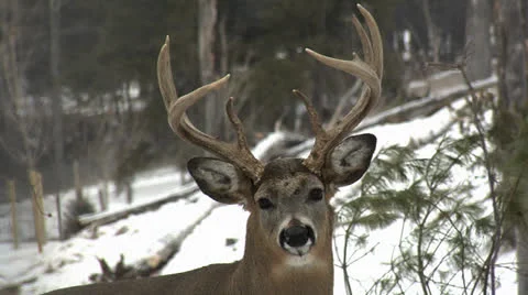 Whitetail Deer Stock Footage 24234130