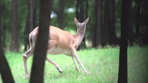 Whitetail Deer Stock Footage